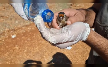 Tarım ve Orman Bakanı İbrahim Yumaklı: "1.431 saka kuşu doğal ortamına salındı"