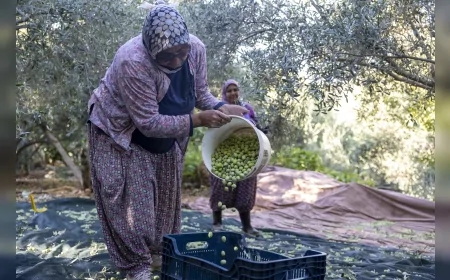 Mersin Büyükşehir’in Fidan Destekleri Meyvesini Verdi: Silifke İmambekirli’de Üreticiler Zeytin Hasadını Tamamladı