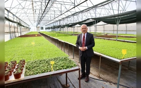 Ordu Büyükşehir’den 400 Bin Kışlık Sebze Fidesi Dağıtımı Hazır: Başkan Güler “4 Milyon 600 Bin Fideyi Kendimiz Üretip Üreticilerimize Dağıttık”