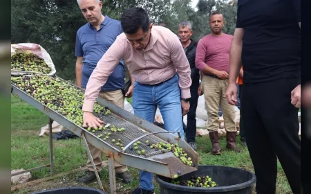 Marmaris Belediyesi Zeytin Hasadıyla Üretimi ve Yerel Tanıtımı Birleştiriyor