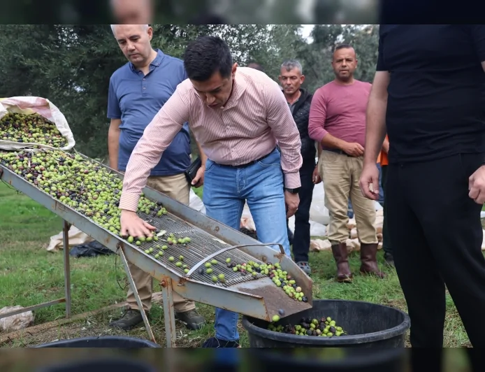 Marmaris Belediyesi Zeytin Hasadıyla Üretimi ve Yerel Tanıtımı Birleştiriyor