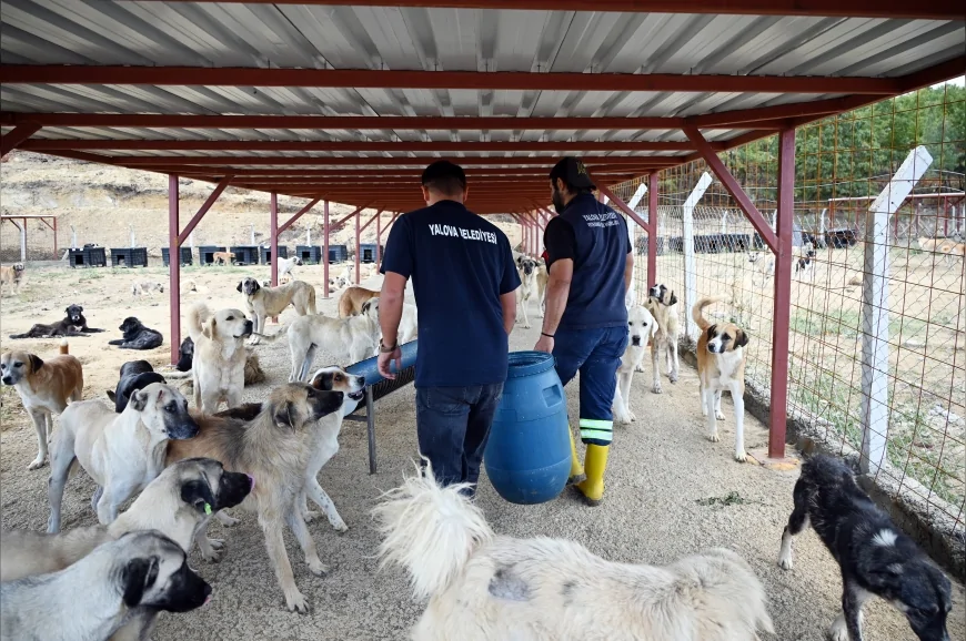 Yalova’da Sokak Hayvanları Doğal Yaşam Merkezi 4 Ekim’de Açılıyor
