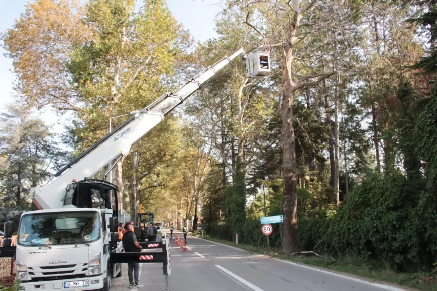 Yalova’da Atatürk’ün talimatıyla dikilen anıt çınar ağaçlarında kapsamlı bakım ve budama çalışmaları başlatıldı