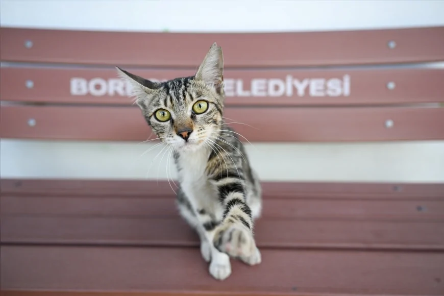 Bornova’da öğrencilerden anlamlı dayanışma: 4 Ekim’de can dostlara destek eli uzandı