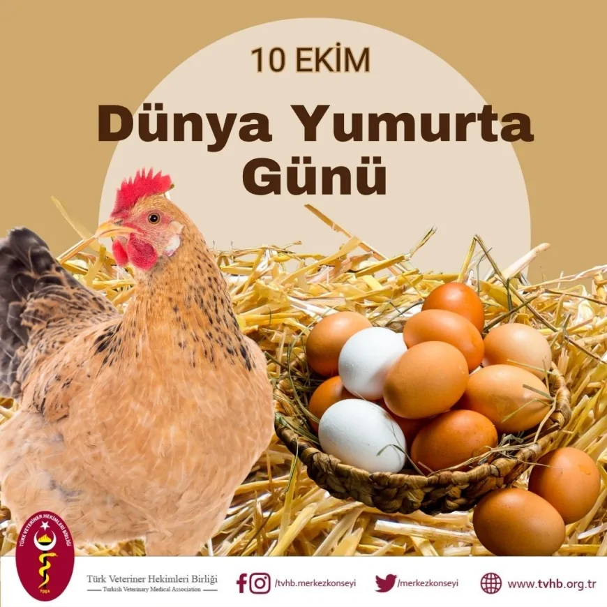 Ali Eroğlu: “Yumurta, doğal besinlerle dolu güçlü bir gelecek için stratejik bir gıdadır”