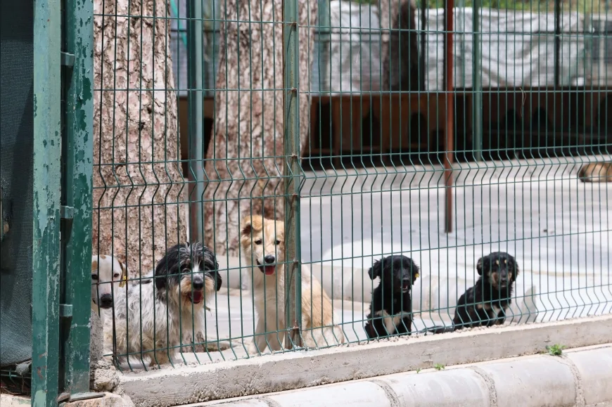 Marmaris Belediyesi Asparan Mevkii’nde Sokak Hayvanları İçin Modern Bakımevi Kuruyor