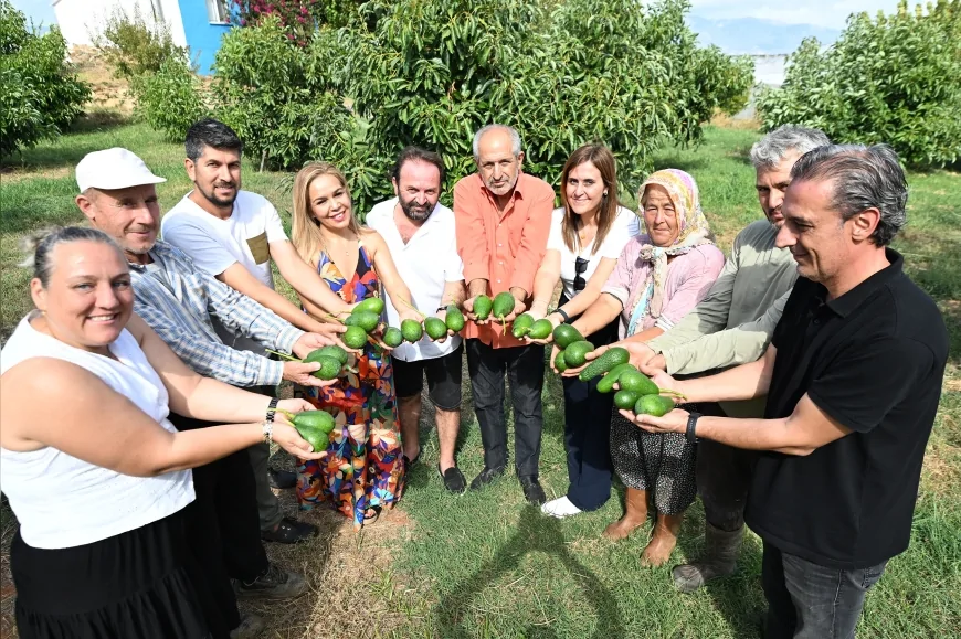 Mersin Büyükşehir’den Tropikal Hamle: Atıl Araziler Avokado Bahçesine Dönüştü