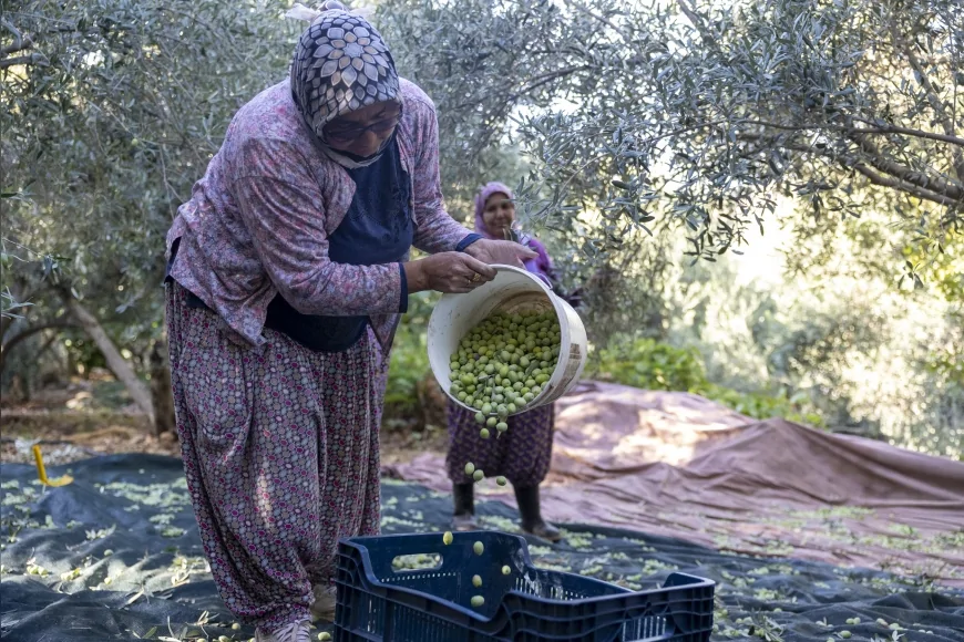 Mersin Büyükşehir’in Fidan Destekleri Meyvesini Verdi: Silifke İmambekirli’de Üreticiler Zeytin Hasadını Tamamladı