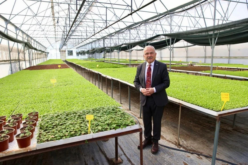 Ordu Büyükşehir’den 400 Bin Kışlık Sebze Fidesi Dağıtımı Hazır: Başkan Güler “4 Milyon 600 Bin Fideyi Kendimiz Üretip Üreticilerimize Dağıttık”