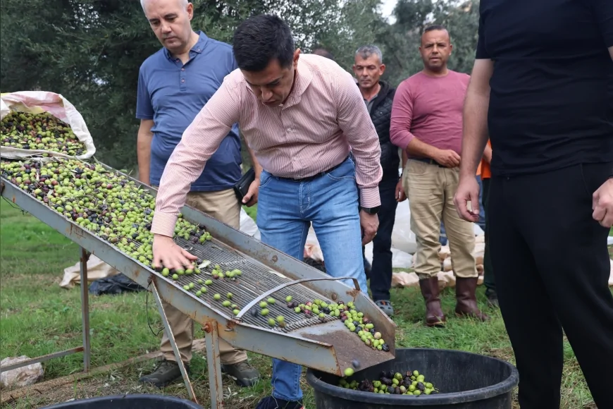 Marmaris Belediyesi Zeytin Hasadıyla Üretimi ve Yerel Tanıtımı Birleştiriyor