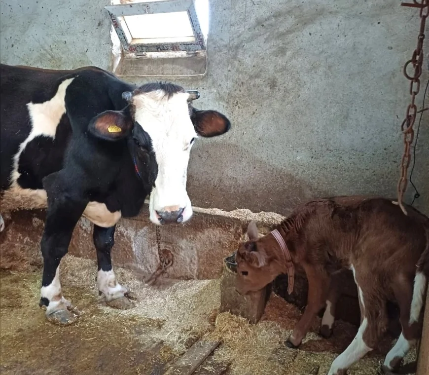 Aksaray Üniversitesi ve Harran Üniversitesi Ortak Projesiyle: Süt Alerjenini Taşımayan İlk Genetik Buzağılar Dünyaya Geldi