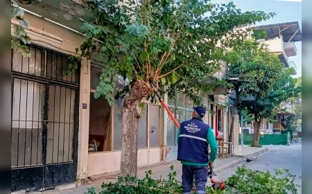 Efeler Belediyesi Park ve Bahçeler Müdürlüğü: “Ağaç Budama Çalışmalarımız İlçe Genelinde Planlı Şekilde Devam Ediyor”
