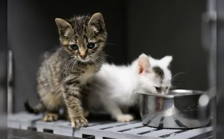 Buca Belediyesi 11 Ayda 3 Bin 54 Sokak Kedisini Kısırlaştırdı