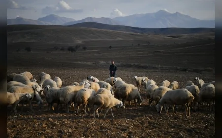 Kayseri Büyükşehir Belediyesi'nin “Koyunlar Artıyor Meralar Şenleniyor” Projesi Tomarza’da Kırsal Kalkınmayı Güçlendirerek Besicilerin Sürülerini Büyütmesini Sağladı
