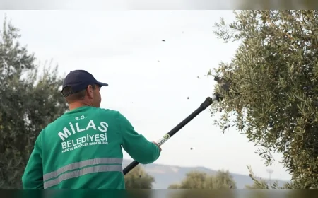 Milas Belediyesi Kırcağız’da Zeytin Hasadını Başlattı: Başkan Topuz Verimli Sezon Beklentisini Paylaştı