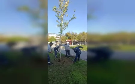 Yunusemre Belediyesi Sonbahar Boyunca İlçe Genelinde Yoğun Fidan Dikimi ve Ağaç Bakımı Çalışmalarını Sürdürüyor