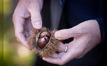 İzmir Büyükşehir Belediye Başkanı Cemil Tugay Beydağ’da üreticilerle buluştu: “Kestane gözümüz gibi korumamız gereken bir tarımsal üründür”