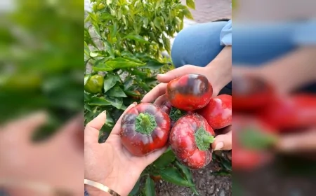 Mamak Belediyesi Üreğil Millet Bahçesi’nde Ata Tohumu Üretimini 2025 Sezonunda Tamamlayarak 2026 Hazırlıklarını Başlattı