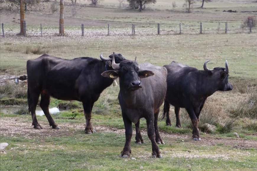 Ordu Büyükşehir Belediye Başkanı Dr. Mehmet Hilmi Güler: “Ordu Artık Halk Elinde Anadolu Mandası Islahı Projesi Kapsamında”