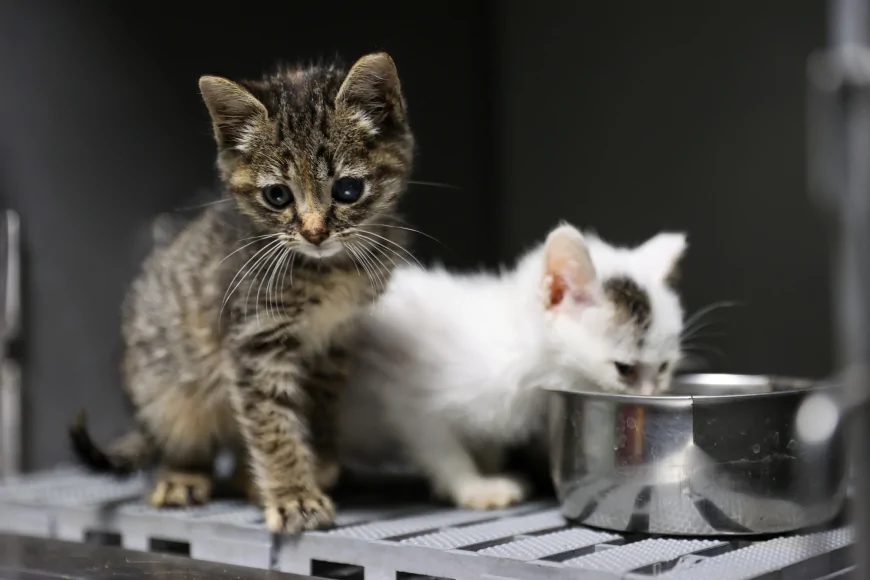 Buca Belediyesi 11 Ayda 3 Bin 54 Sokak Kedisini Kısırlaştırdı