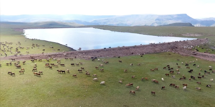 Erzurum Büyükşehir Belediye Başkanı Mehmet Sekmen: “11 Yılda 800’ün Üzerinde Gölet Yaptık, Hayvan Varlığı Artıyor”