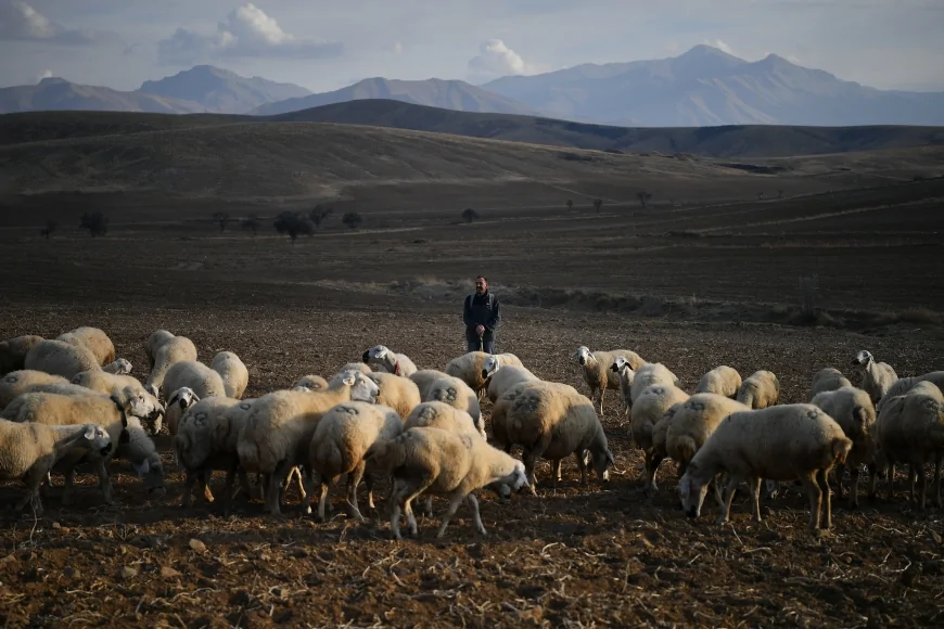 Kayseri Büyükşehir Belediyesi'nin “Koyunlar Artıyor Meralar Şenleniyor” Projesi Tomarza’da Kırsal Kalkınmayı Güçlendirerek Besicilerin Sürülerini Büyütmesini Sağladı