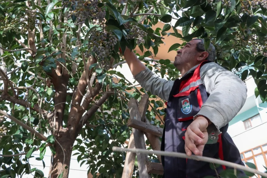 Adnan Menderes Mahallesi’nde Yalova Belediyesi Ekipleri Budama ve Ot Biçme Çalışmalarıyla Çevre Düzenini Yeniledi