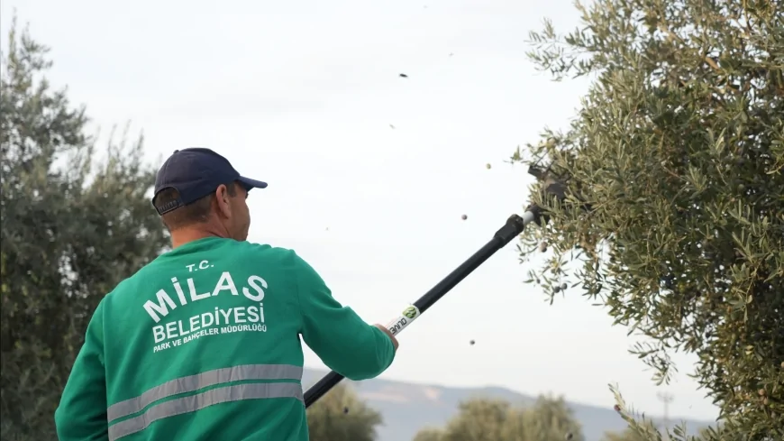 Milas Belediyesi Kırcağız’da Zeytin Hasadını Başlattı: Başkan Topuz Verimli Sezon Beklentisini Paylaştı
