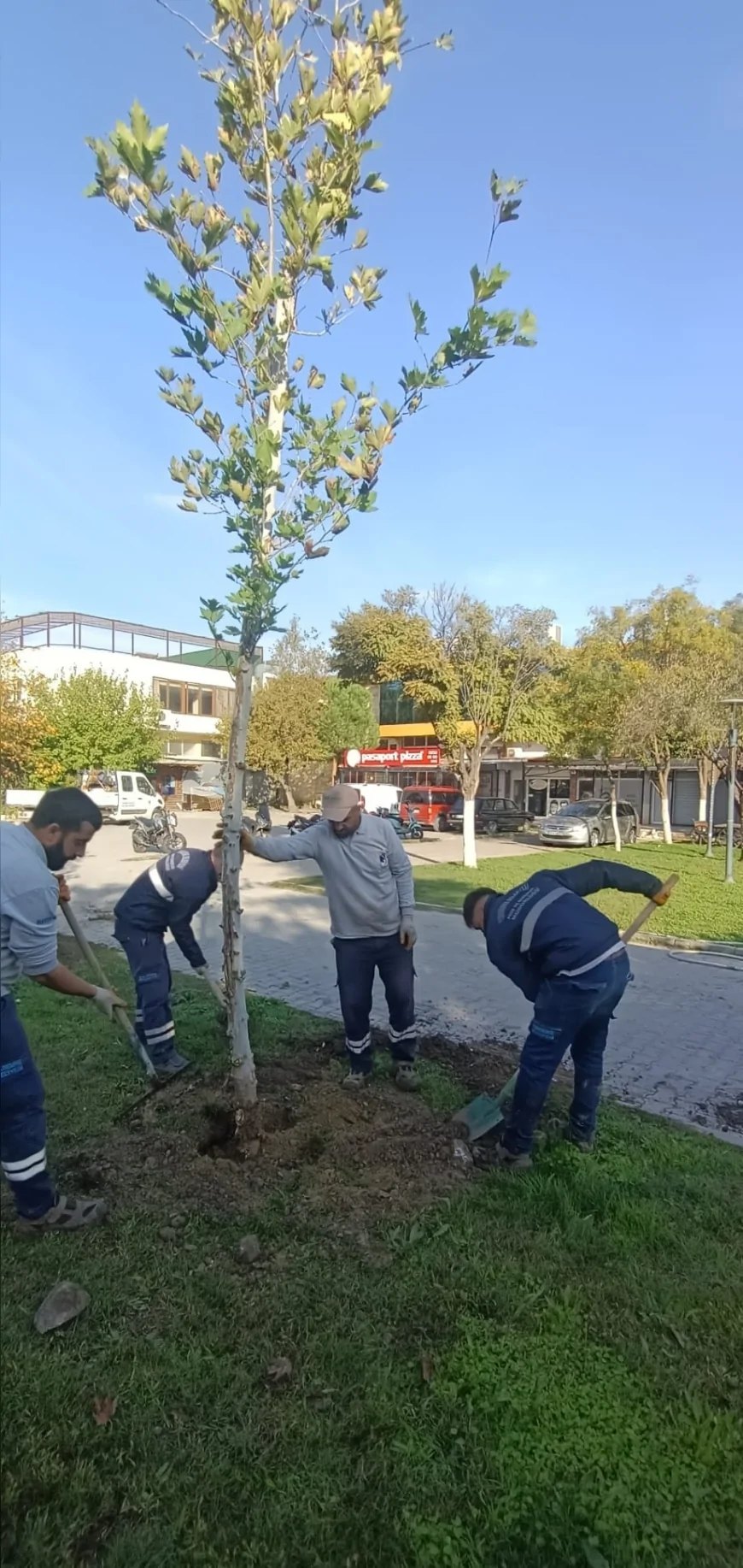 Yunusemre Belediyesi Sonbahar Boyunca İlçe Genelinde Yoğun Fidan Dikimi ve Ağaç Bakımı Çalışmalarını Sürdürüyor