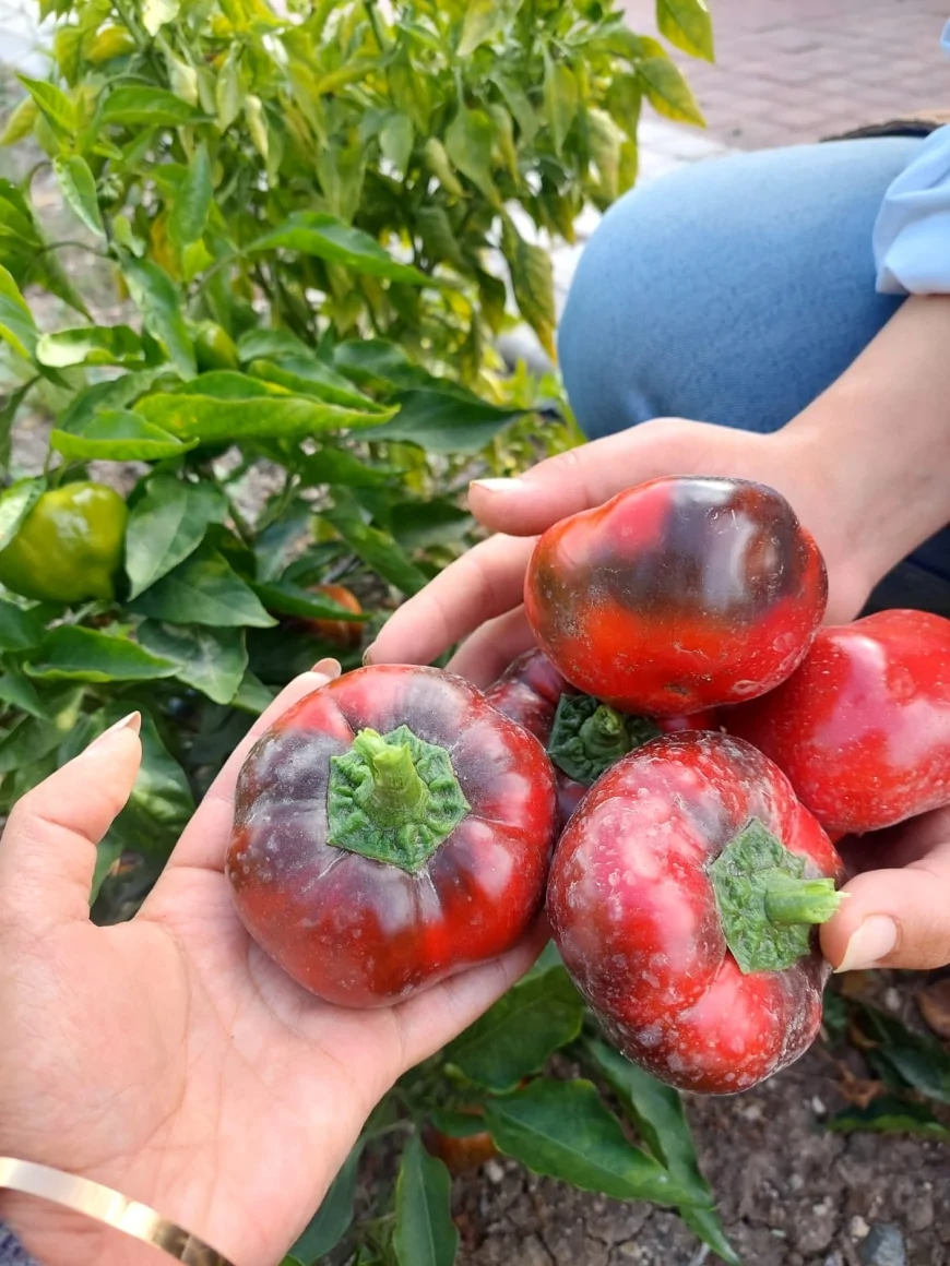 Mamak Belediyesi Üreğil Millet Bahçesi’nde Ata Tohumu Üretimini 2025 Sezonunda Tamamlayarak 2026 Hazırlıklarını Başlattı