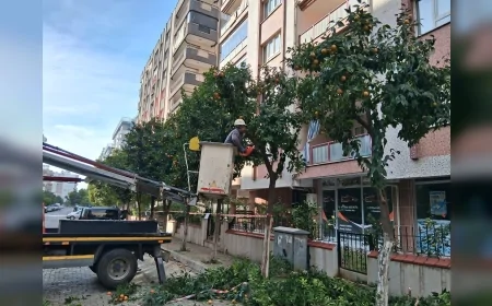 Efeler’de Park ve Bahçeler Ekipleri Yedi Eylül Mahallesi’nde Turunç Ağaçlarının Bakımını Tamamlayarak Kentte Güvenli ve Yeşil Alanları Genişletti