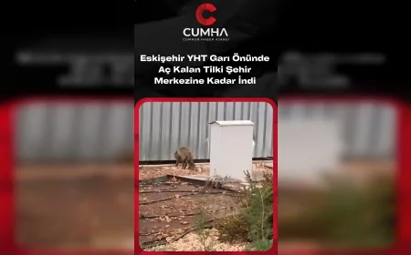 Eskişehir Yüksek Hızlı Tren Garı Önünde Görülen Tilki Şehrin Merkezine Kadar İndi