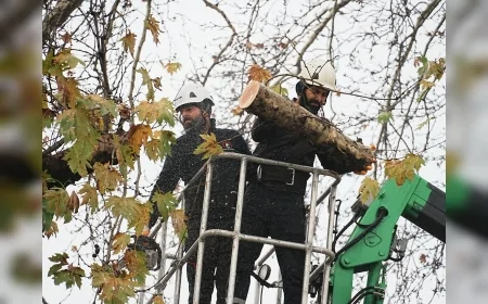 Düzce Belediyesi Park ve Bahçeler Müdürlüğü Kış Öncesi Ağaç Budama Çalışmalarını Başlattı