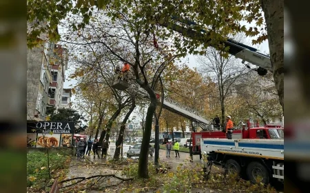 Ordu Büyükşehir Belediyesi Riskli Ağaçlarda Budama Çalışması Yaptı: “Can ve Mal Güvenliği Önceliğimiz”