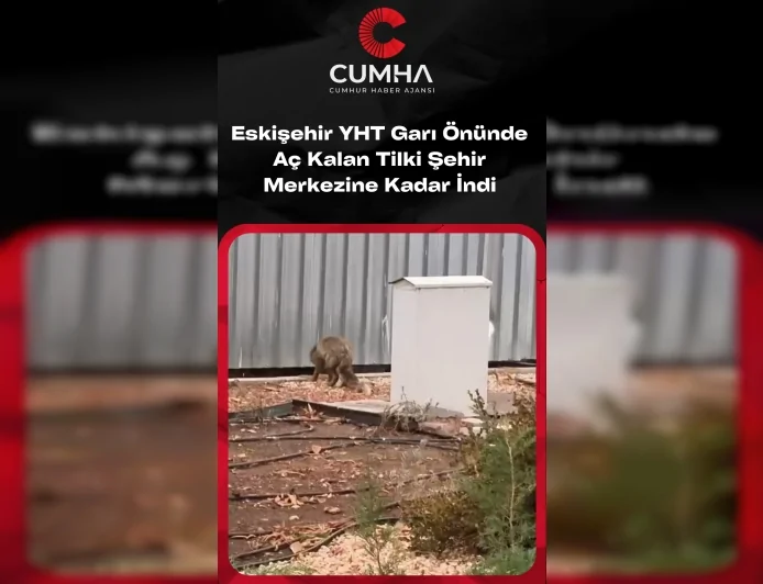 Eskişehir Yüksek Hızlı Tren Garı Önünde Görülen Tilki Şehrin Merkezine Kadar İndi