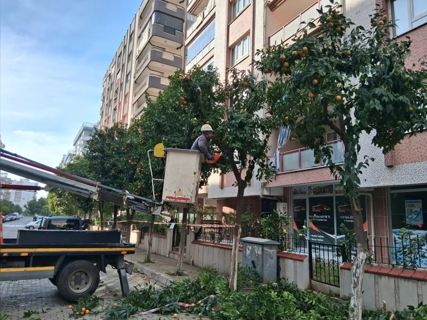 Efeler’de Park ve Bahçeler Ekipleri Yedi Eylül Mahallesi’nde Turunç Ağaçlarının Bakımını Tamamlayarak Kentte Güvenli ve Yeşil Alanları Genişletti