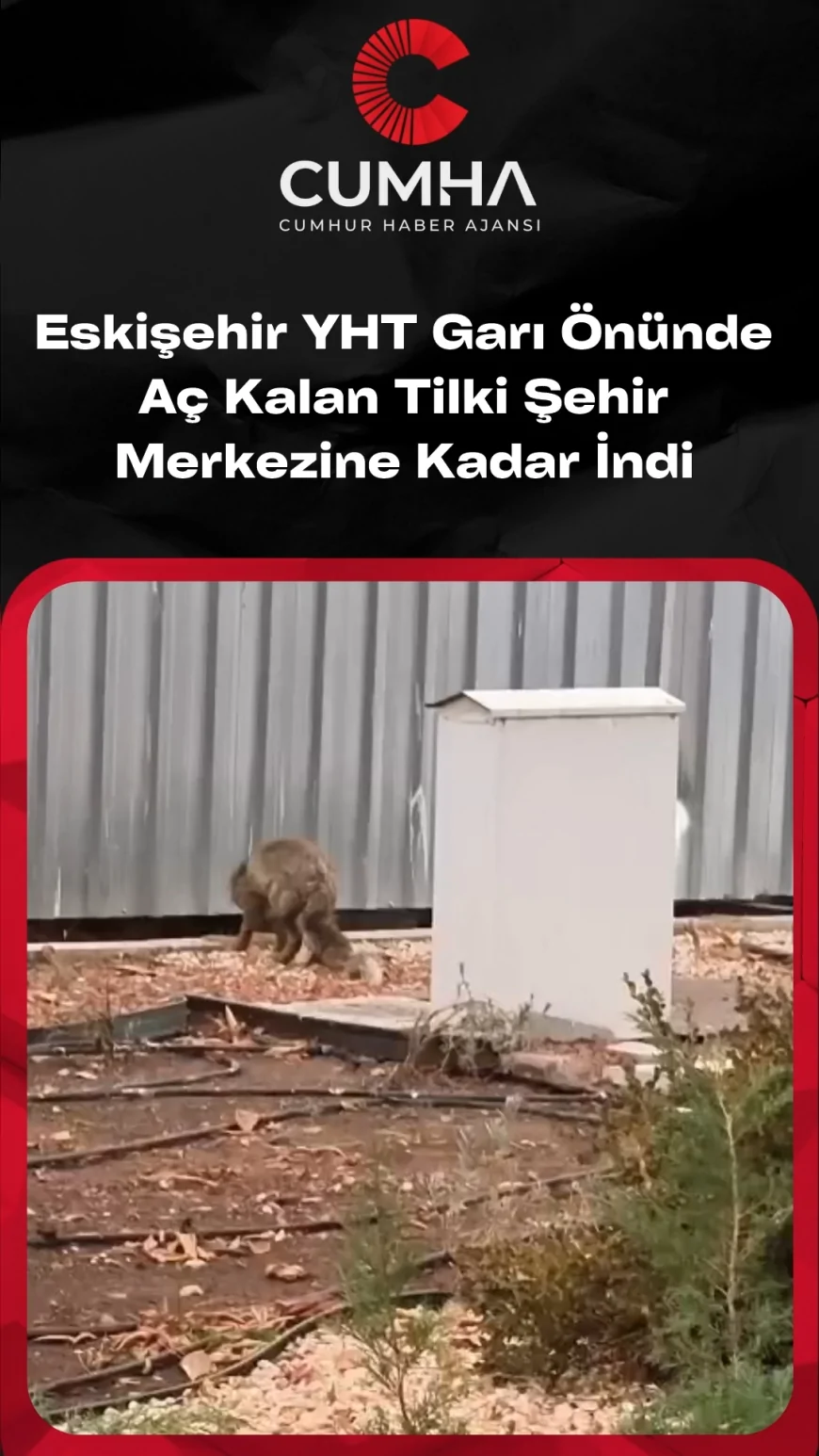 Eskişehir Yüksek Hızlı Tren Garı Önünde Görülen Tilki Şehrin Merkezine Kadar İndi