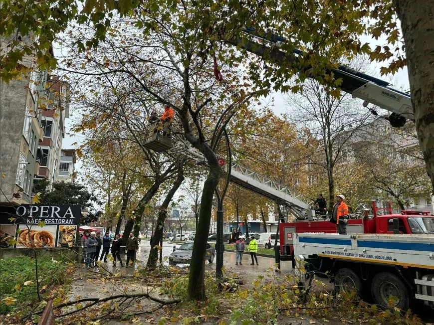 Ordu Büyükşehir Belediyesi Riskli Ağaçlarda Budama Çalışması Yaptı: “Can ve Mal Güvenliği Önceliğimiz”