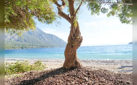Akbük Plajı’nda Devrilen Sakız Ağacı Yeniden Hayat Buldu: Doğal Gölge Alanı Korundu