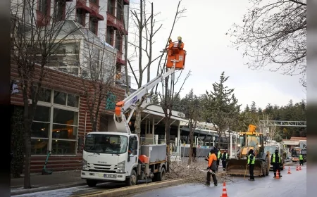 Eskişehir Kent Merkezinde Kış Budaması Başladı Ağaçlar Sağlık ve Estetik İçin Budanıyor
