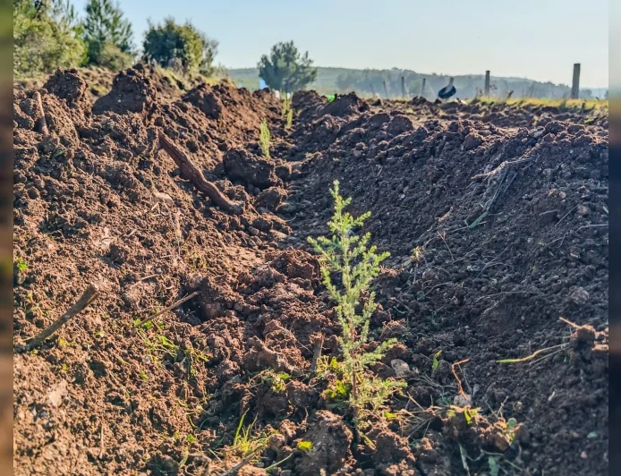 Kastamonulu Sivil Toplum Kuruluşlarından İzmir Buca’da “Şehit Şerife Bacı Hatıra Ormanı” İçin Ağaçlandırma Seferberliği