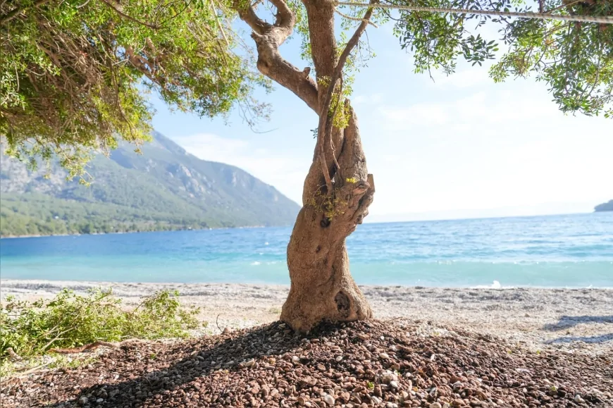 Akbük Plajı’nda Devrilen Sakız Ağacı Yeniden Hayat Buldu: Doğal Gölge Alanı Korundu