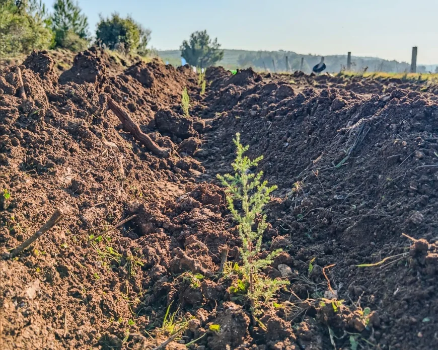 Kastamonulu Sivil Toplum Kuruluşlarından İzmir Buca’da “Şehit Şerife Bacı Hatıra Ormanı” İçin Ağaçlandırma Seferberliği