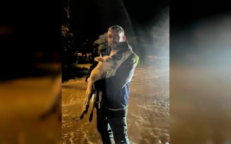 İzmir Büyükşehir Belediyesi Ekipleri Sağanakta Seferber Oldu: Torbalı’da Mahsur Kalan Hayvanlar Kurtarıldı