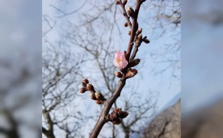 Çorum’da Yalancı Bahar Etkisi Meyve Ağaçlarını Çiçeklendirdi Köylü Olası Don Riskine Karşı Endişeli