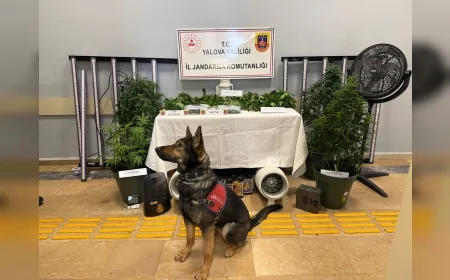 Yalova İl Jandarma Komutanlığı Operasyonu: Samanlı Köyünde İklimlendirme Sistemiyle Skunk Yetiştiren 2 Şüpheli Tutuklandı