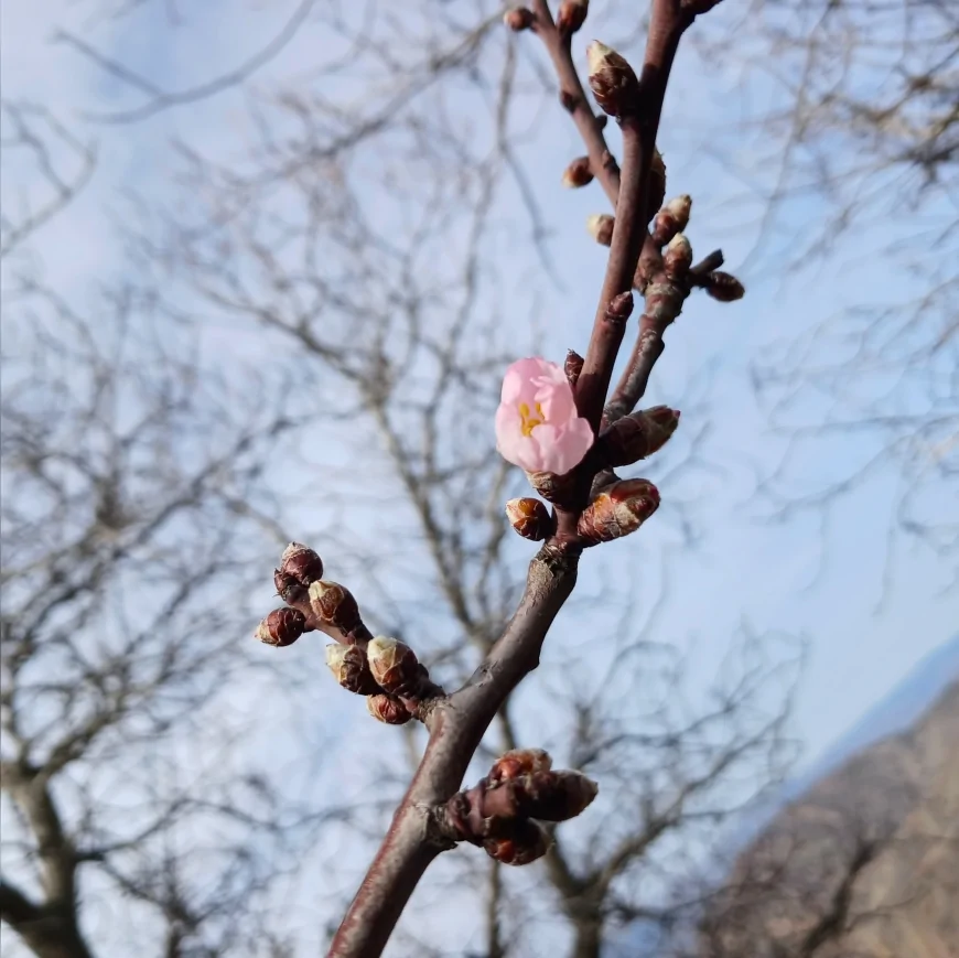 Çorum’da Yalancı Bahar Etkisi Meyve Ağaçlarını Çiçeklendirdi Köylü Olası Don Riskine Karşı Endişeli