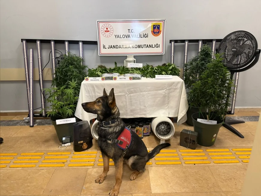 Yalova İl Jandarma Komutanlığı Operasyonu: Samanlı Köyünde İklimlendirme Sistemiyle Skunk Yetiştiren 2 Şüpheli Tutuklandı