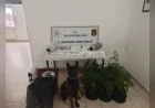 Yalova’da İklimlendirme Sistemiyle Kenevir Yetiştiren Şüpheliye Adli Kontrol