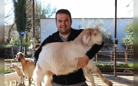 Antalya Büyükşehir Belediyesi’nin Ücretsiz Parazit Mücadelesi Küçükbaş Üreticisinin Verimini Artırıyor